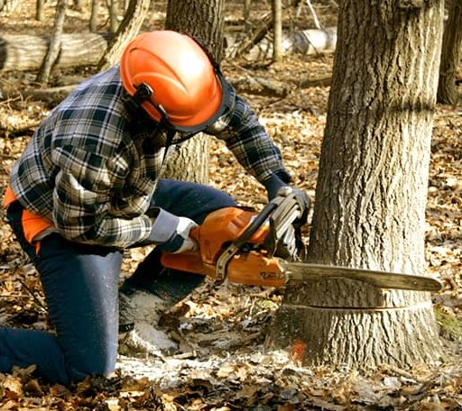 Tree Removal in Ebro, FL